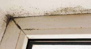 Is it Mold or Mildew?